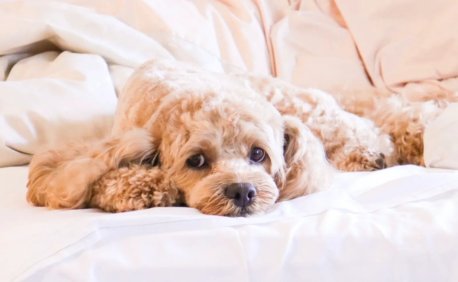 モナホームの名前の由来になった犬のモナ