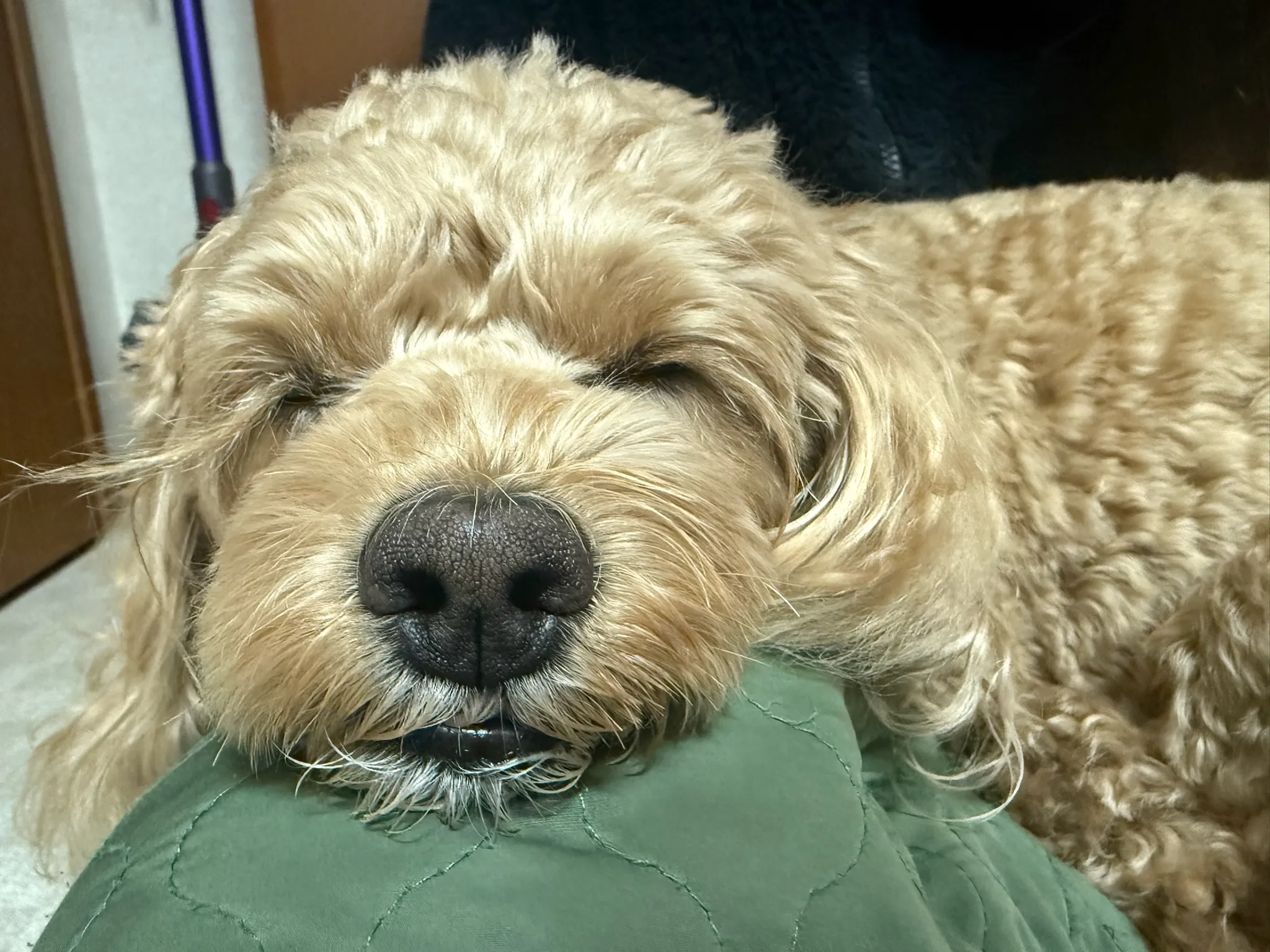 寝ているモナ