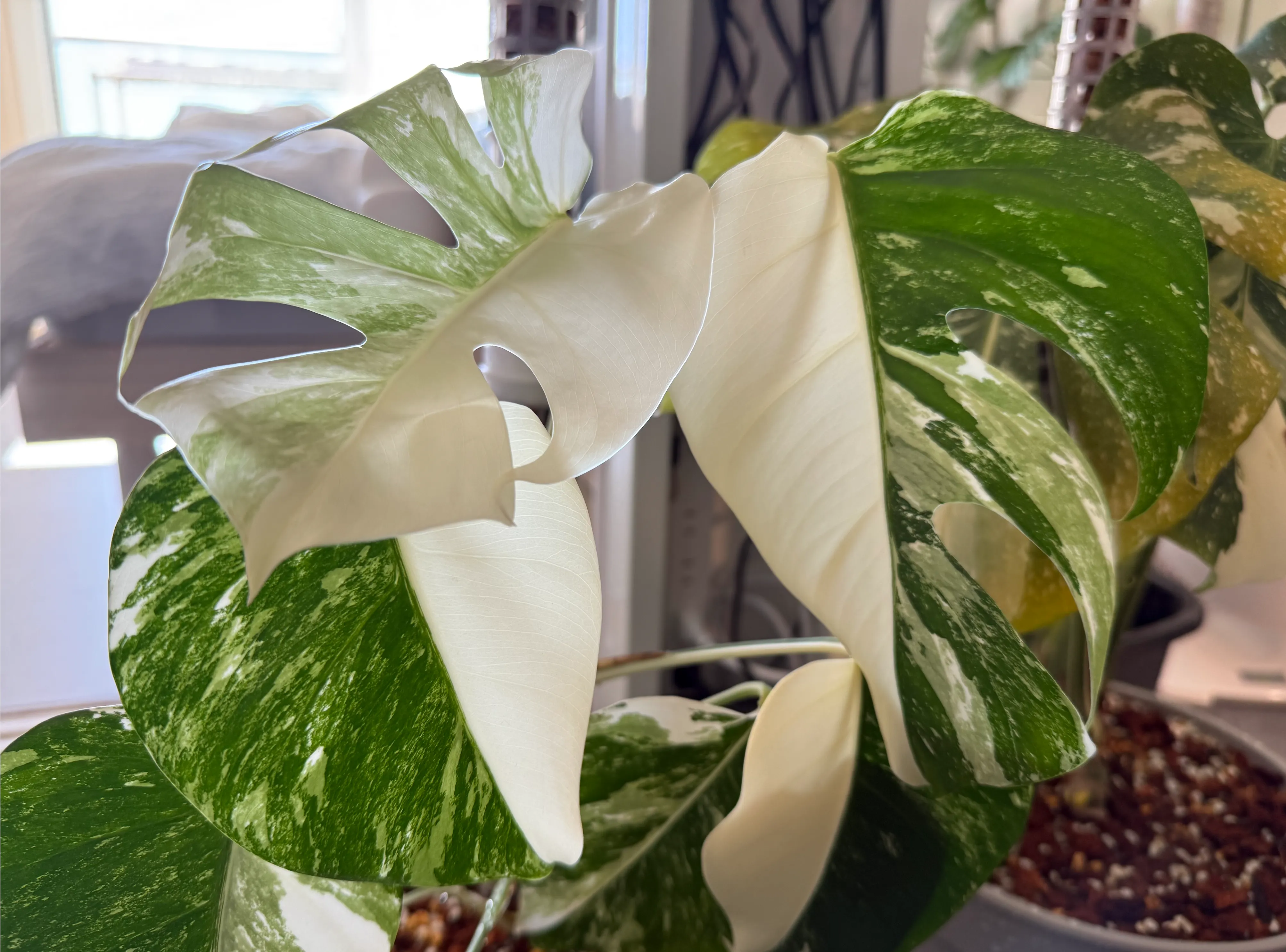 レアな植物